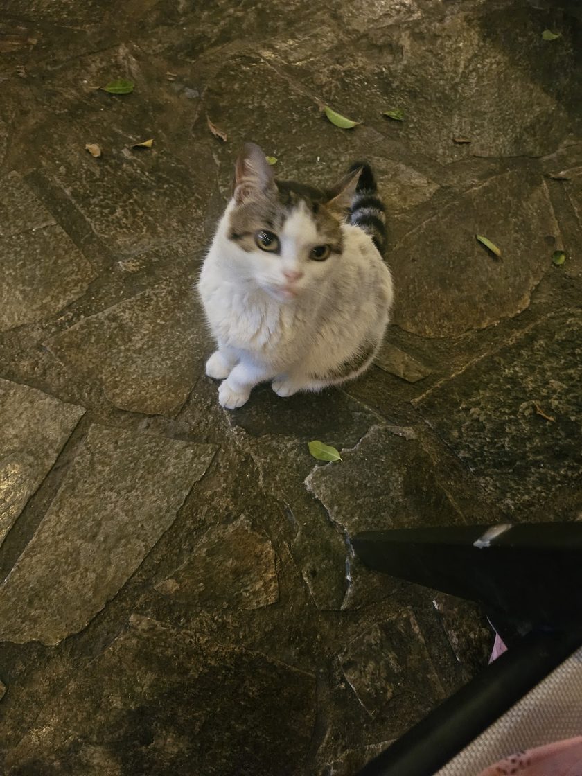 A grey and white cat sitting on stone paving, looking at the camera